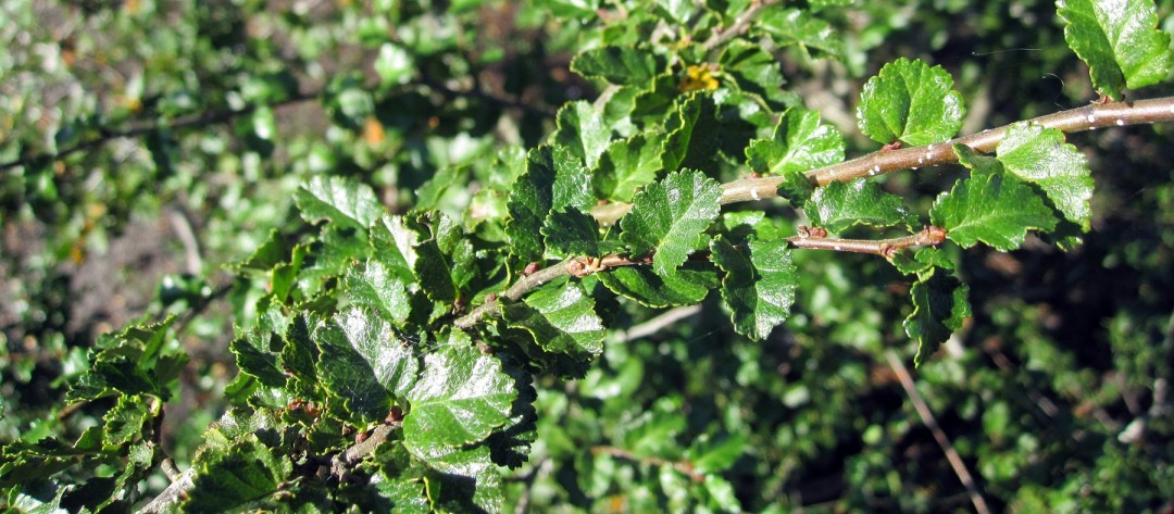 Nothofagus antarctica von Hammel Baumschulen