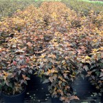 Physocarpus opulifolius Diable dOr