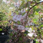 Prunus subhirtella 'Accolade'