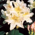 Rhododendron Hybr. 'Cunningham´s White' 1