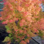 Acer palmatum 'Sangokaku'