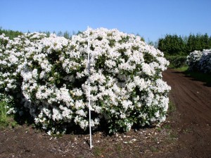Rhododendron Hybr. 'Cunningham´s White'