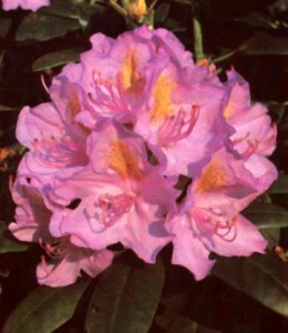 Rhododendron Hybr. 'Cat. Boursault'
