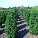 Taxus media Hicksii