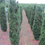 Taxus Stricta Viridis Feld