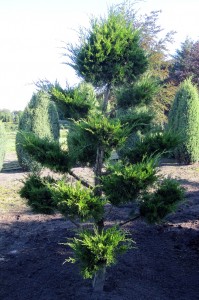 Juniperus Mint Julep Bonsai