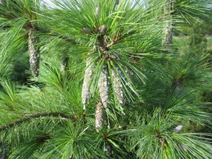 Pinus schwerinii Wiethorst