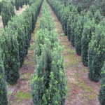 Taxus baccata Sonata