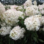 Hydrangea paniculata 'Grandiflora'