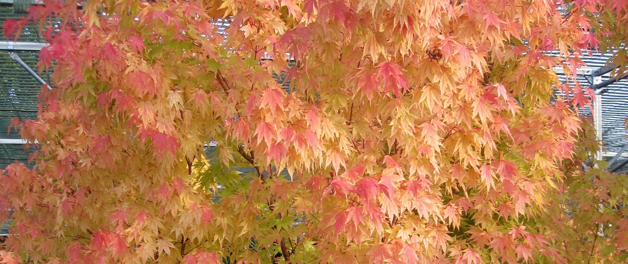 Acer palmatum 'Sangokaku' Beitrasgbild