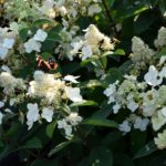 Hydrangea paniculata 'Unique'