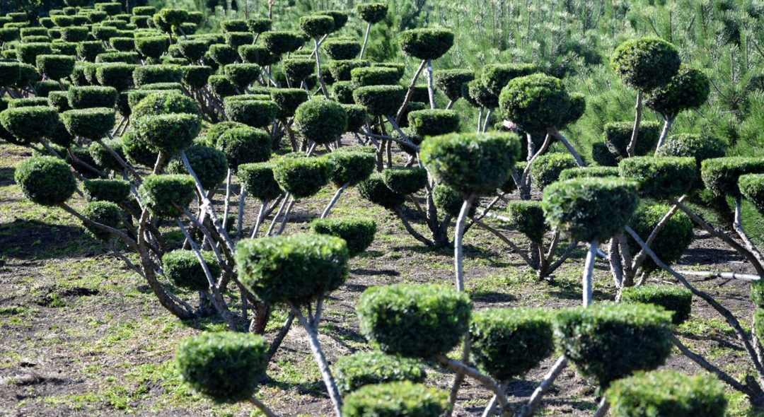 Taxus Media Bonsai In Sorten Wie Z B Farmen Hicksii Hillii Von